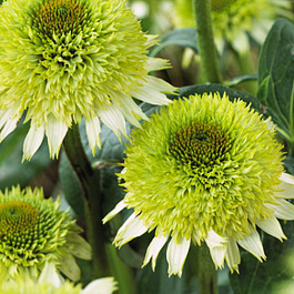 Эхинацея пурпурная Гринлайн