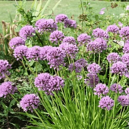 Лук гибридный Миллениум