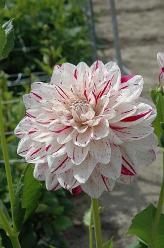 Георгина Декоративная Брайт Даймонд