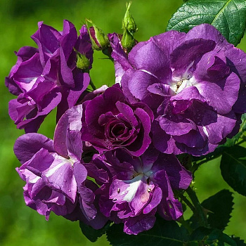 Роза парковая Рапсоди ин Блю Роза парковая Рапсоди ин Блю