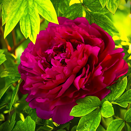 Пион древовидный Red Flower Hidden Among Twigs Пион древовидный Red Flower Hidden Among Twigs