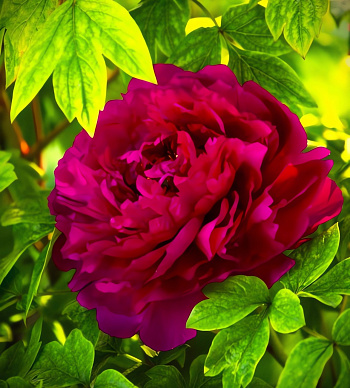 Пион древовидный Red Flower Hidden Among Twigs