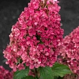 Гортензия метельчатая Raspberry Pink