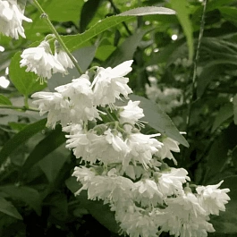 Дейция шершавая Candidisima