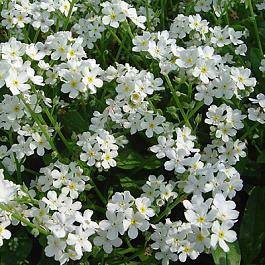 Незабудка лесная Вайт