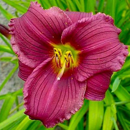 Лилейник гибридный Грэйп Велвет