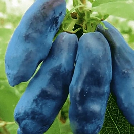 Жимолость плодовая Blue Banana