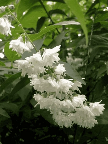 Дейция шершавая Candidisima