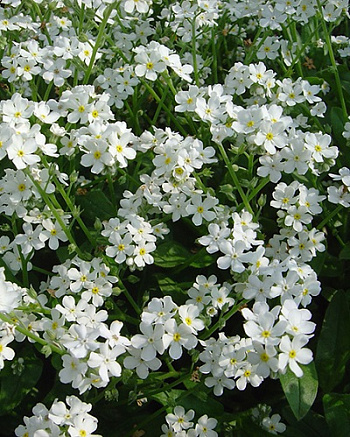 Незабудка лесная Вайт