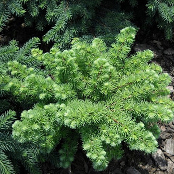 Лиственница японская Грей Перл