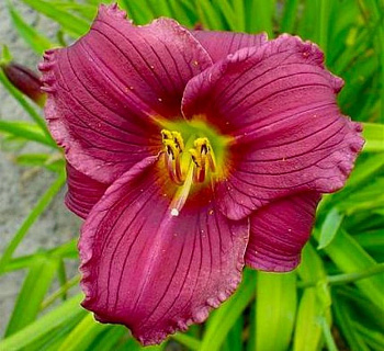 Лилейник гибридный Грэйп Велвет Лилейник гибридный Грэйп Велвет