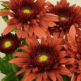 Хризантема  Beppie Red