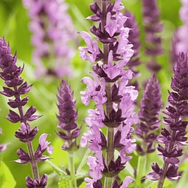 Шалфей дубравный Sensation Medium Pink