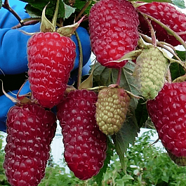 Малина ремонтантная Похвала