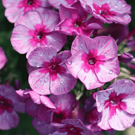 Флокс метельчатый Дракон