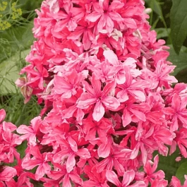 Флокс метельчатый Cleopatra