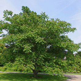 Орех Маньчжурский