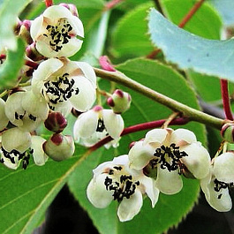 Актинидия аргута Вейки мужской