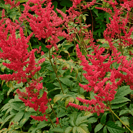 Астильба Арендса Radius