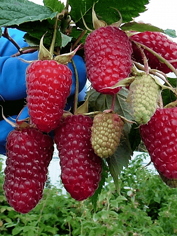 Малина ремонтантная Похвала