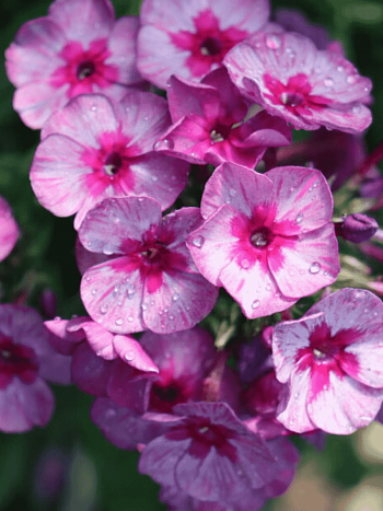 Флокс метельчатый Дракон