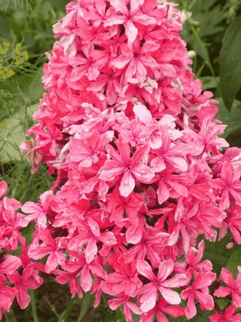 Флокс метельчатый Cleopatra