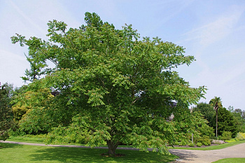 Орех Маньчжурский