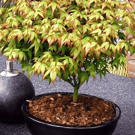 Клен веерный Little Princess