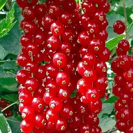 Смородина красная Ред Лейк