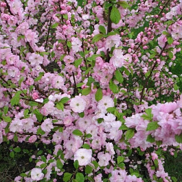 Миндаль трехлопастной Танюша