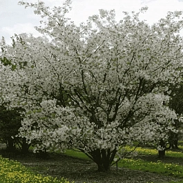 Вишня птичья Plena