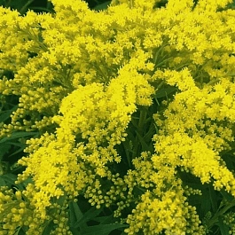 Золотарник канадский Goldkind