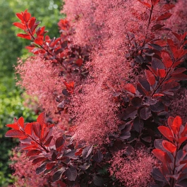 Скумпия кожевенная Grace