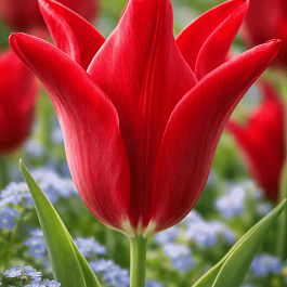 Тюльпан Pieter de leur