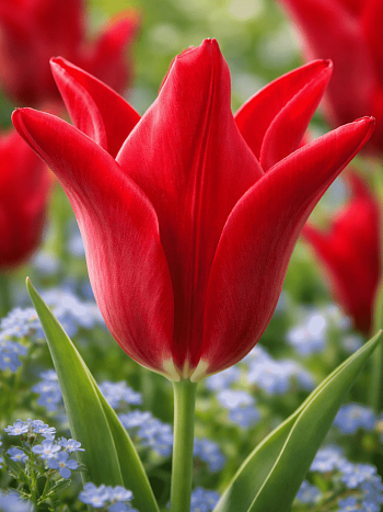 Тюльпан Pieter de leur