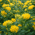 Ваточник клубненосный Hello Yellow