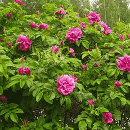 Шиповник морщинистый Hansa