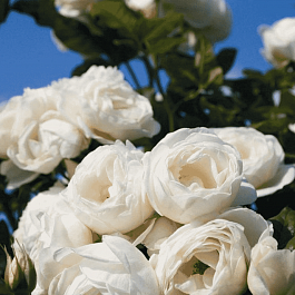 Роза плетистая Uetersener Klosterrose