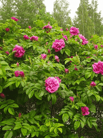 Шиповник морщинистый Hansa