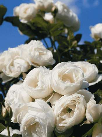 Роза плетистая Uetersener Klosterrose