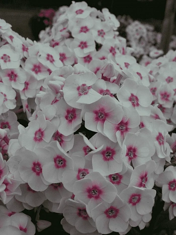 Флокс метельчатый Юлия