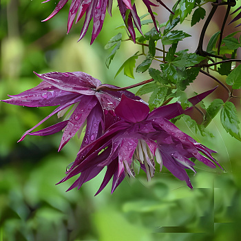 Клематис гибридный Purple Surprise