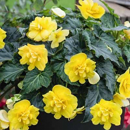 Бегония клубневая Нонстоп Джой Еллоу