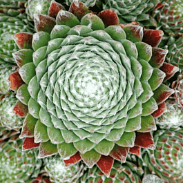 Молодило гибридное Koko Flanel