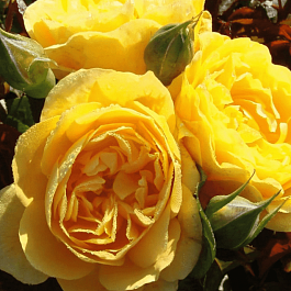 Роза Флорибунда Golden Years