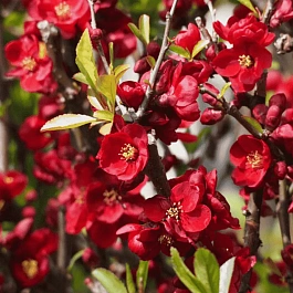 Айва прекрасная Simonii