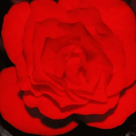 Бегония клубневая Non Stop Mocca Scarlet