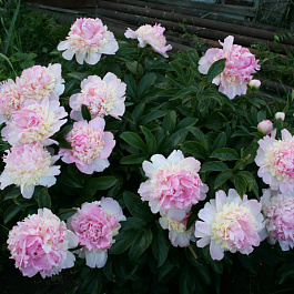 Пион травянистый Расберри Сандей