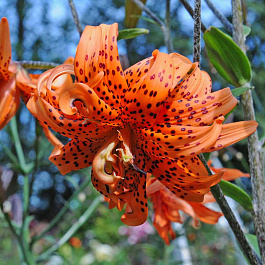 Лилия азиатская махровая Флоре Плено