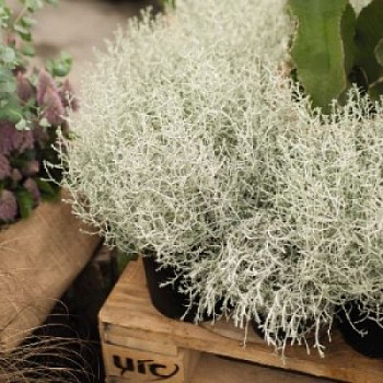 Калоцефалус Бэд Хэд